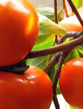 خرید نهال خرمالو سیبی