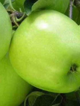 خرید نهال سیب سبز ماریا اصل
