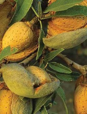 خرید نهال بادام کاغذی از آنلاین نهال